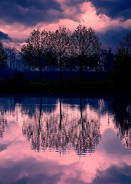 reflection of tree on wate