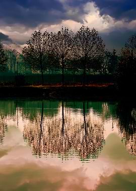reflection of tree on wate
