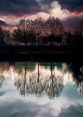 reflection of tree on wate