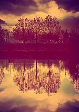 reflection of tree on wate