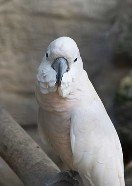 cacatua parrot on its perc
