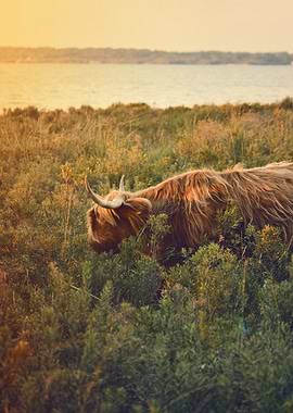 sunset vache