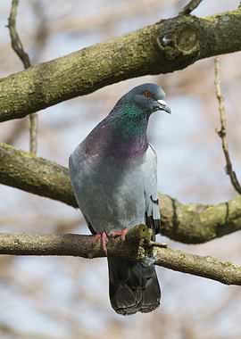 pigeon on tree