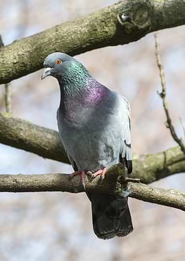pigeon on tree