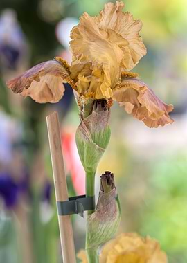 iris gladiolus in bloom