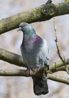 pigeon on tree