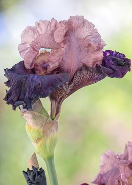 iris gladiolus in bloom