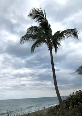 Lonesome Palm
