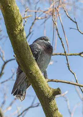 pigeon on tree