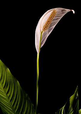 Spathiphyllum