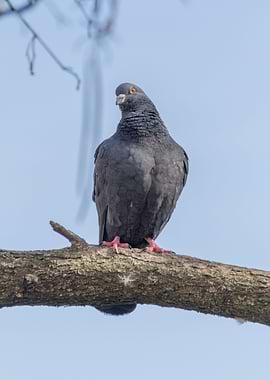 pigeon on tree