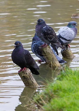 pigeons on lake