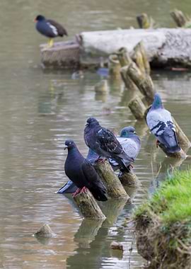 pigeons on lake