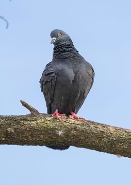 pigeon on tree