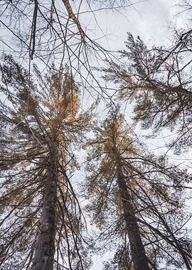 Tall Trees in the Forest