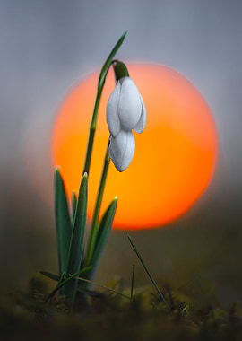 Spring sunset snowdrops