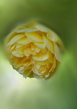 yellow rose in bloom