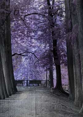 trees of the park avenue