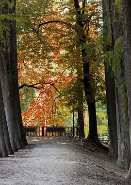trees of the park avenue
