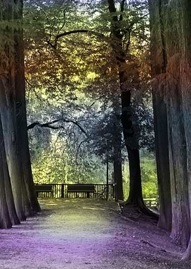 trees of the park avenue