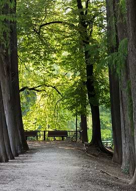 trees of the park avenue