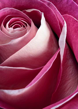 Single pink rose macro
