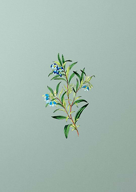 Blue Narrow Leaved Sollya