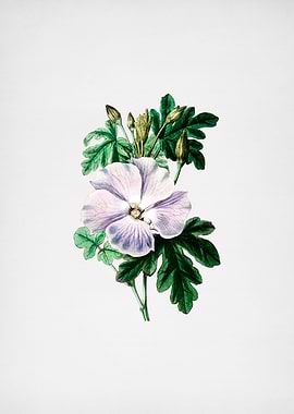 Vintage Hibiscus Flower