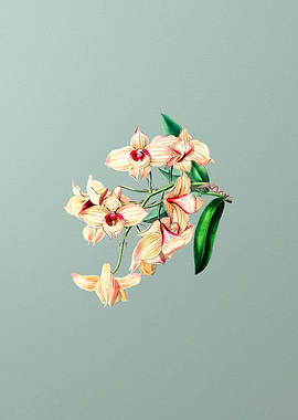 Vintage Copper Dendrobium