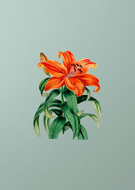 Thunbergs Orange Lily