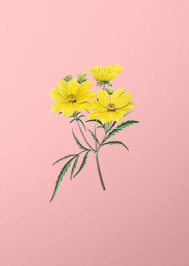 Golden Coreopsis Flower