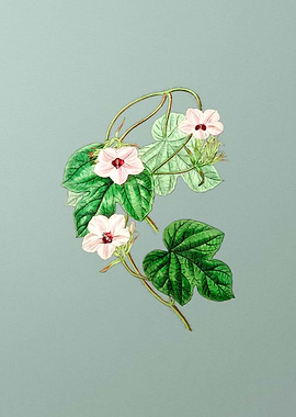 Aitons Ipomoea Flower