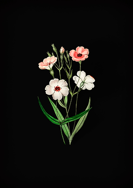 Dark Eyed Viscaria Flower