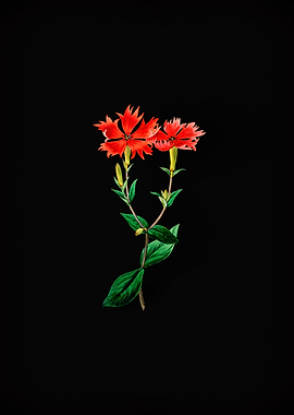 Bunges Lychnis Flower