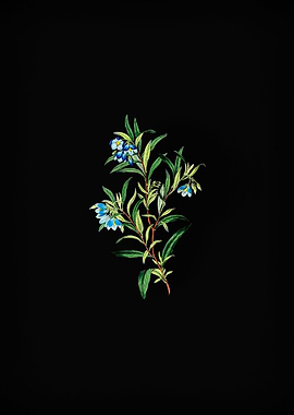 Blue Narrow Leaved Sollya