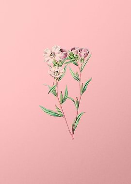 Corona Amaryllis on Pink