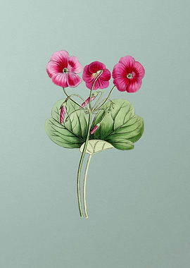 Bowies Oxalis on Mint