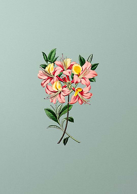 Changeable Pontic Azalea