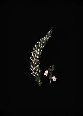 Bell Bearing Heath Flower