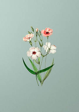 Dark Eyed Viscaria Flower