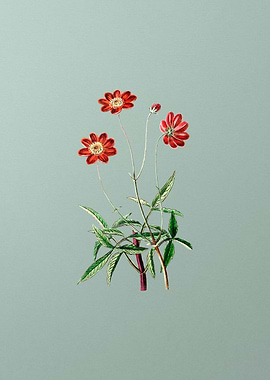 Cosmos Flower Branch