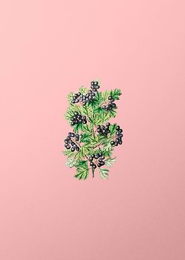 Hairy Leaf Black Hawthorn