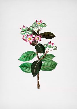 Tall Calotropis Flower