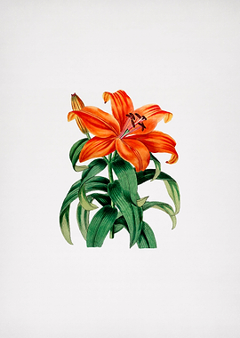 Thunbergs Orange Lily