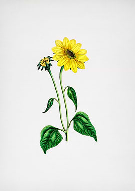 Trumpet Stalked Sunflower