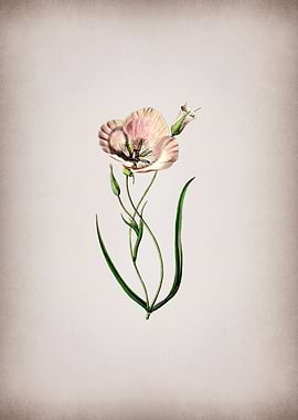 Satiny Calochortus Flower