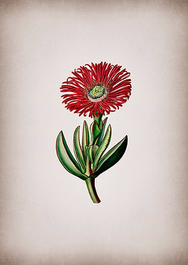 Red Edged Fig Marigold