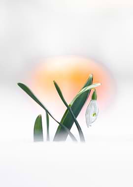 Sunset snowdrop