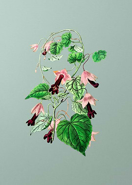 Twinning Red Cloak Flower