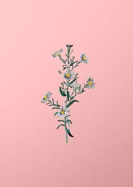 Glaucous Aster Flower